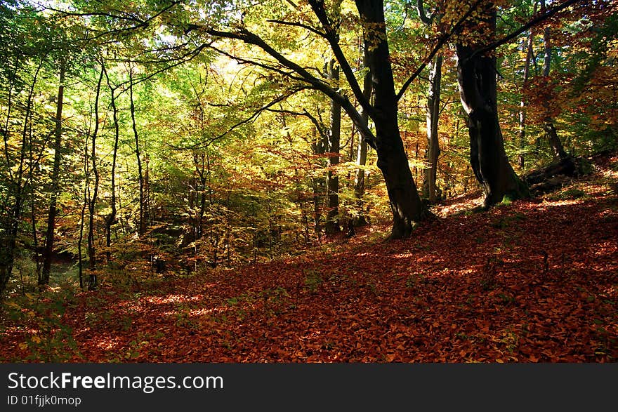 Autumn color