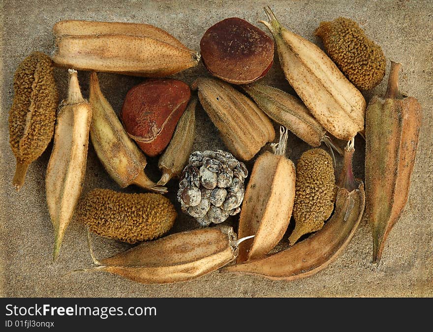 Arrangement of different seedpods in a still life composition. Arrangement of different seedpods in a still life composition