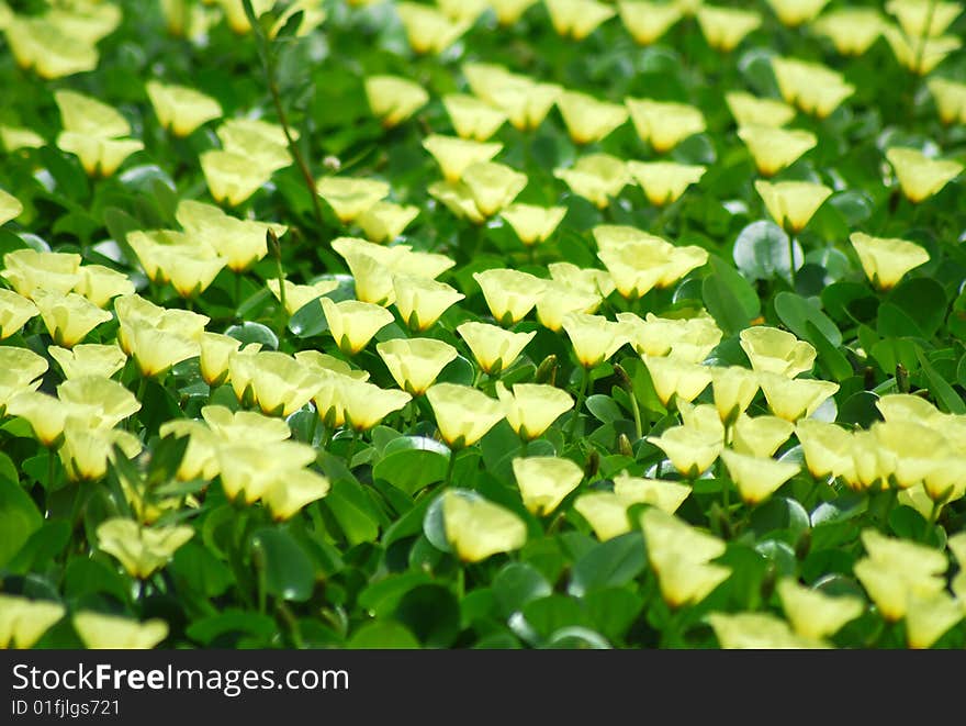 Bounches of yellow flowers.blossoming under sunshine. Bounches of yellow flowers.blossoming under sunshine