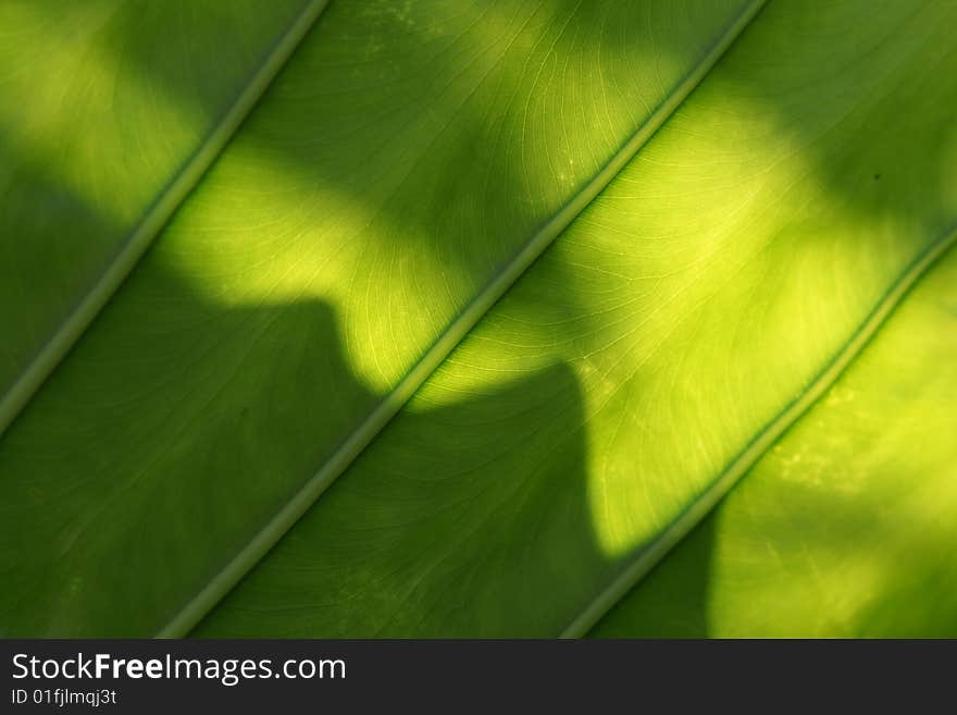 A leaf with backlighting background