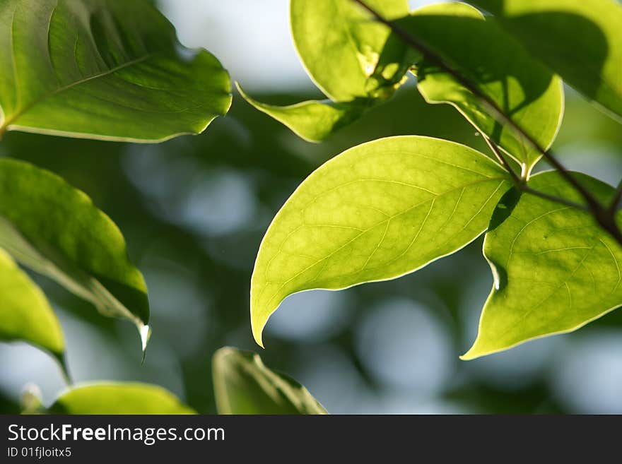 A leaf with backlighting background