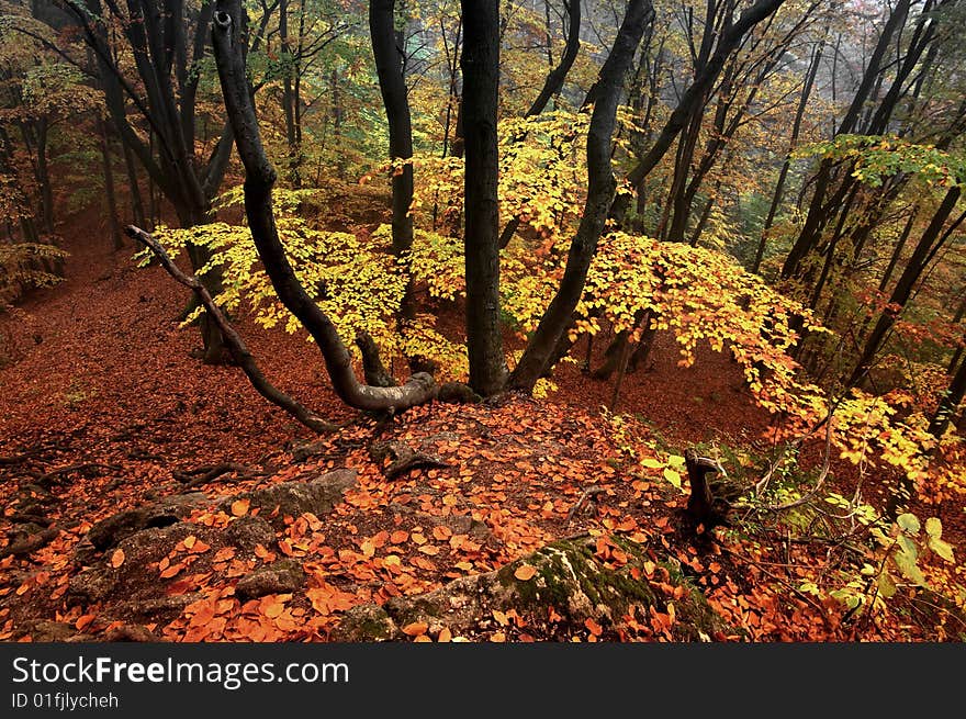 Autumn Color