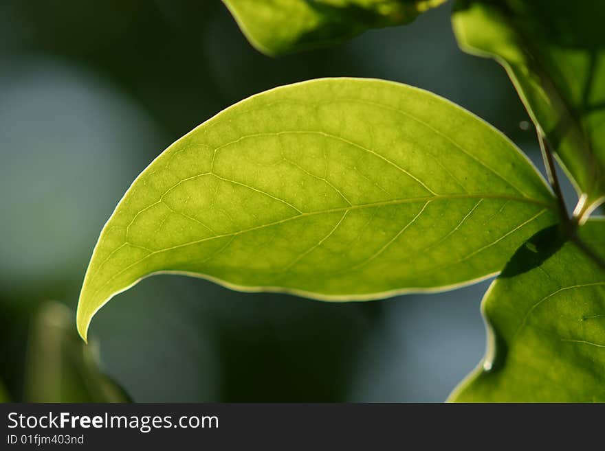 A leaf with backlighting background