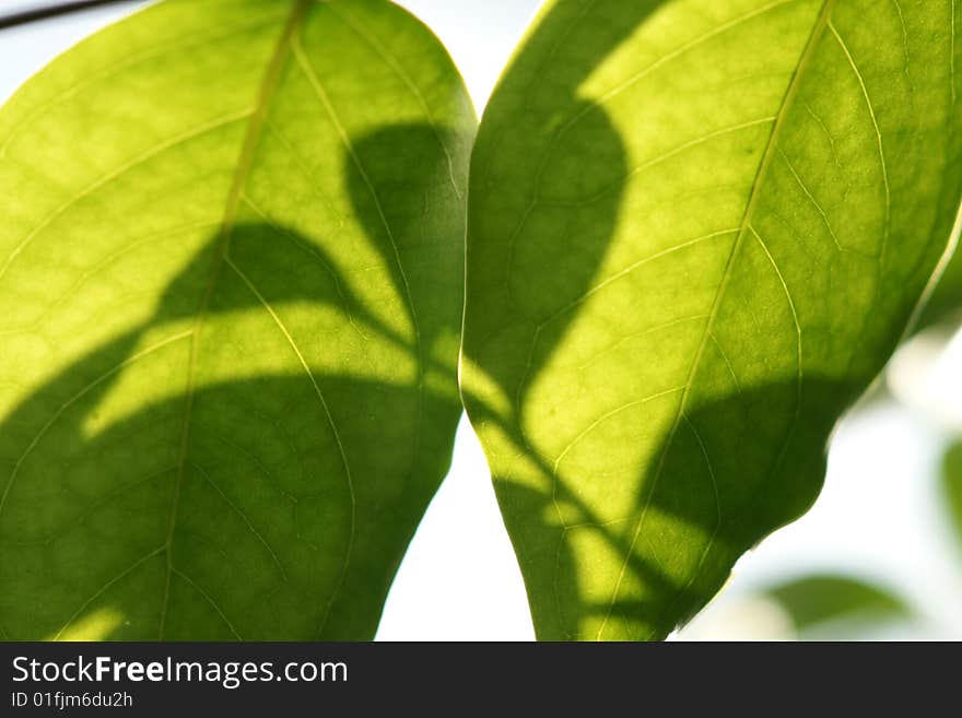 A leaf with backlighting background