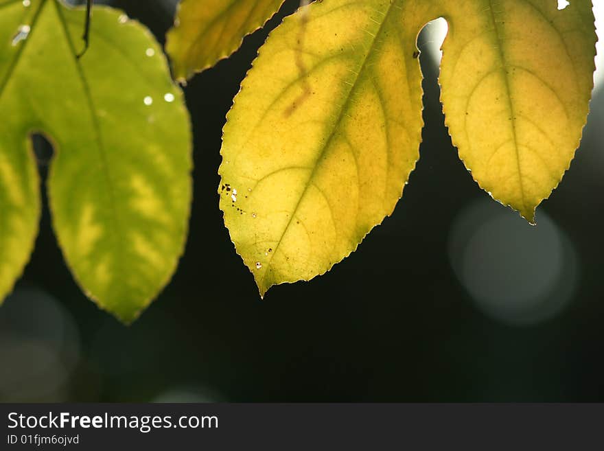 A leaf with backlighting background