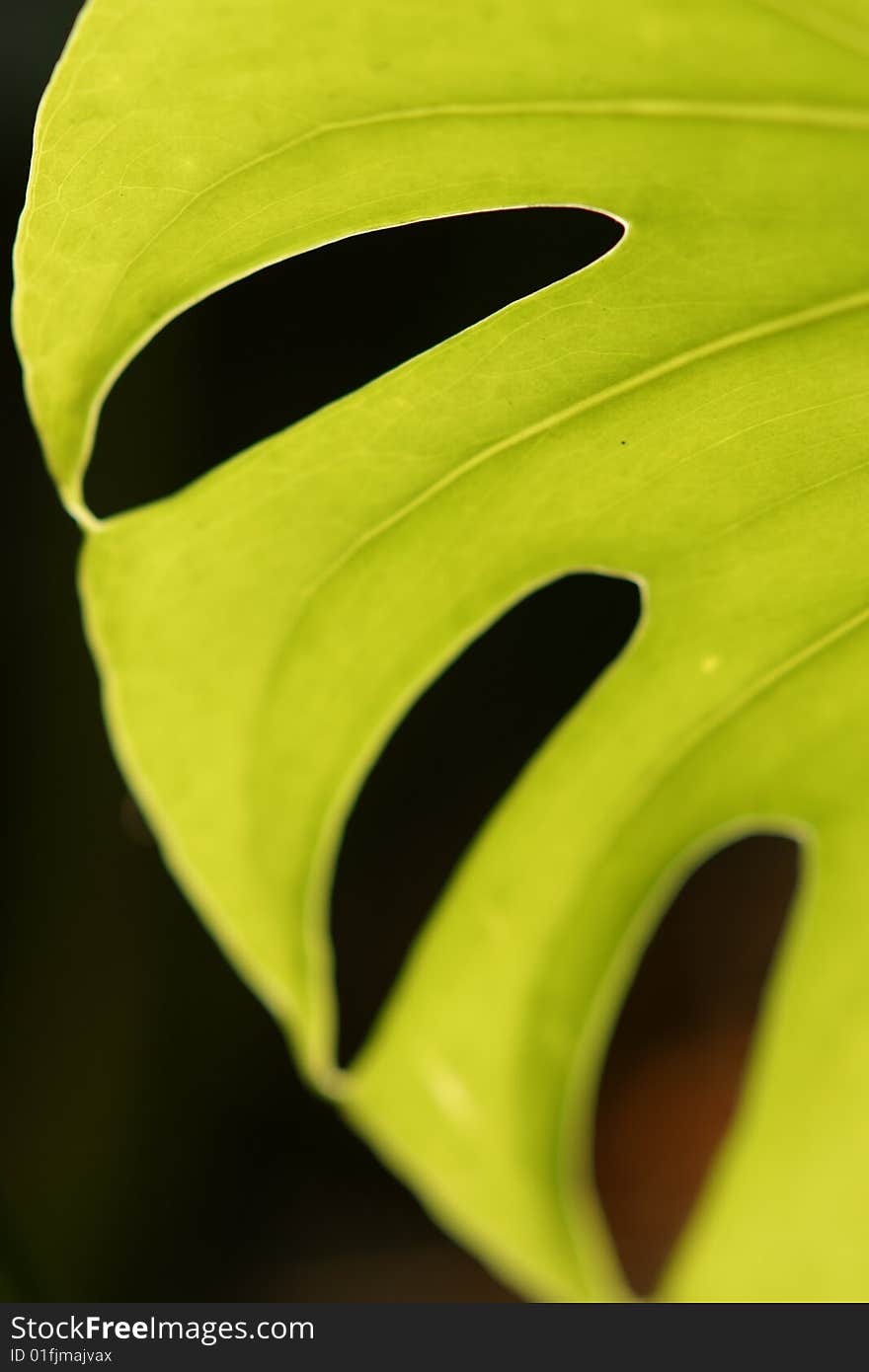 Background of a leaf with backlighting