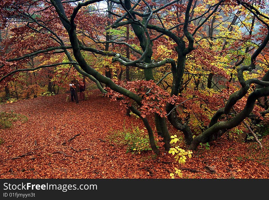 Autumn color