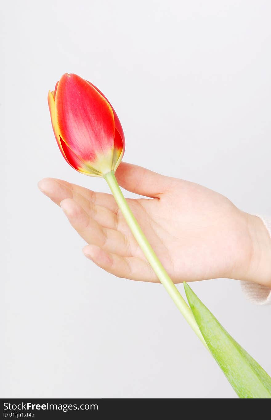 A tulip on woman hand. isolated on white.