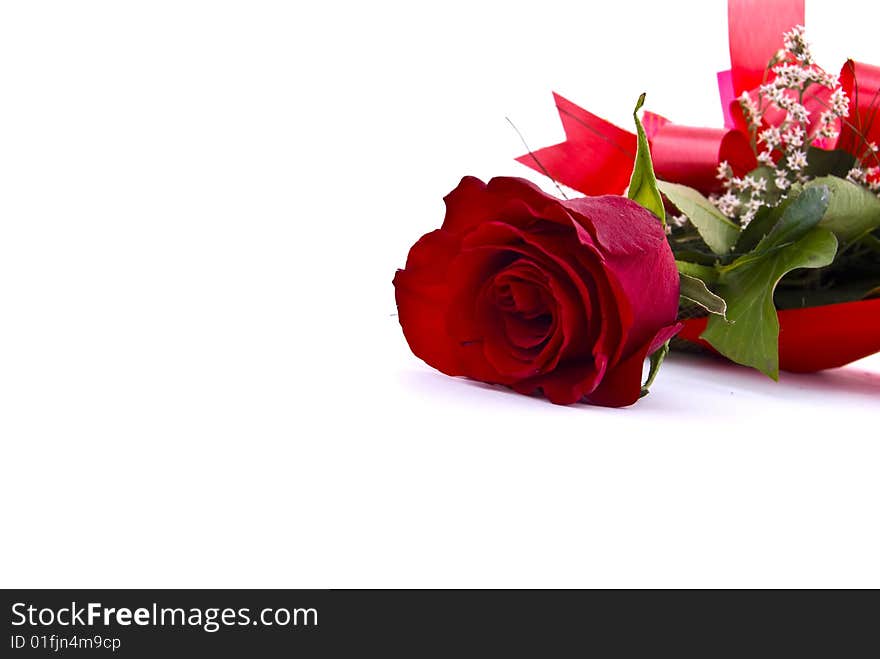 Single red rose against white backround