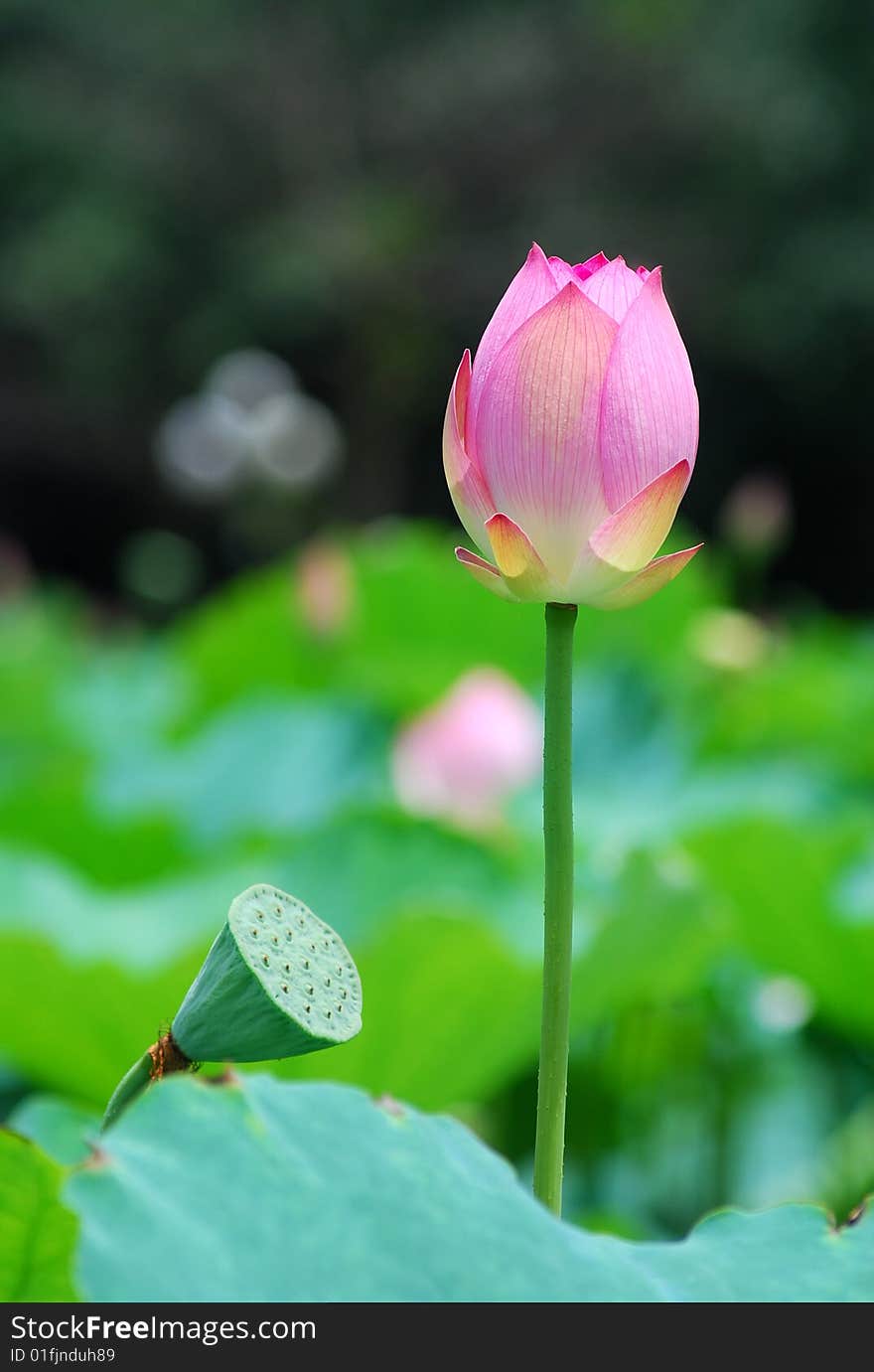 Pink lotus bud bloom on a green background