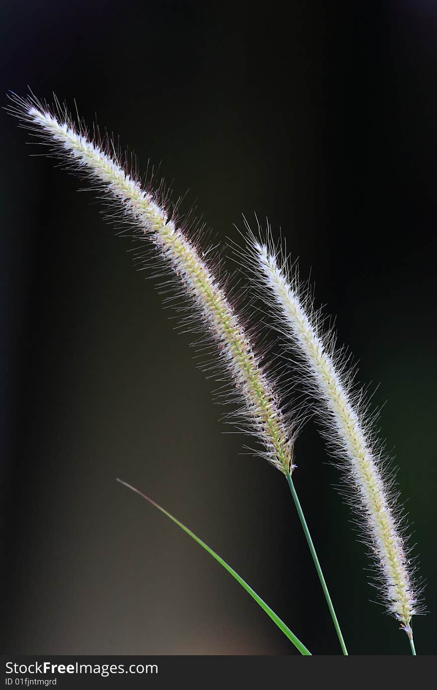 A lallang plant waving in the air. A lallang plant waving in the air