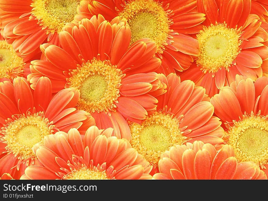 Beautiful sunflower petals