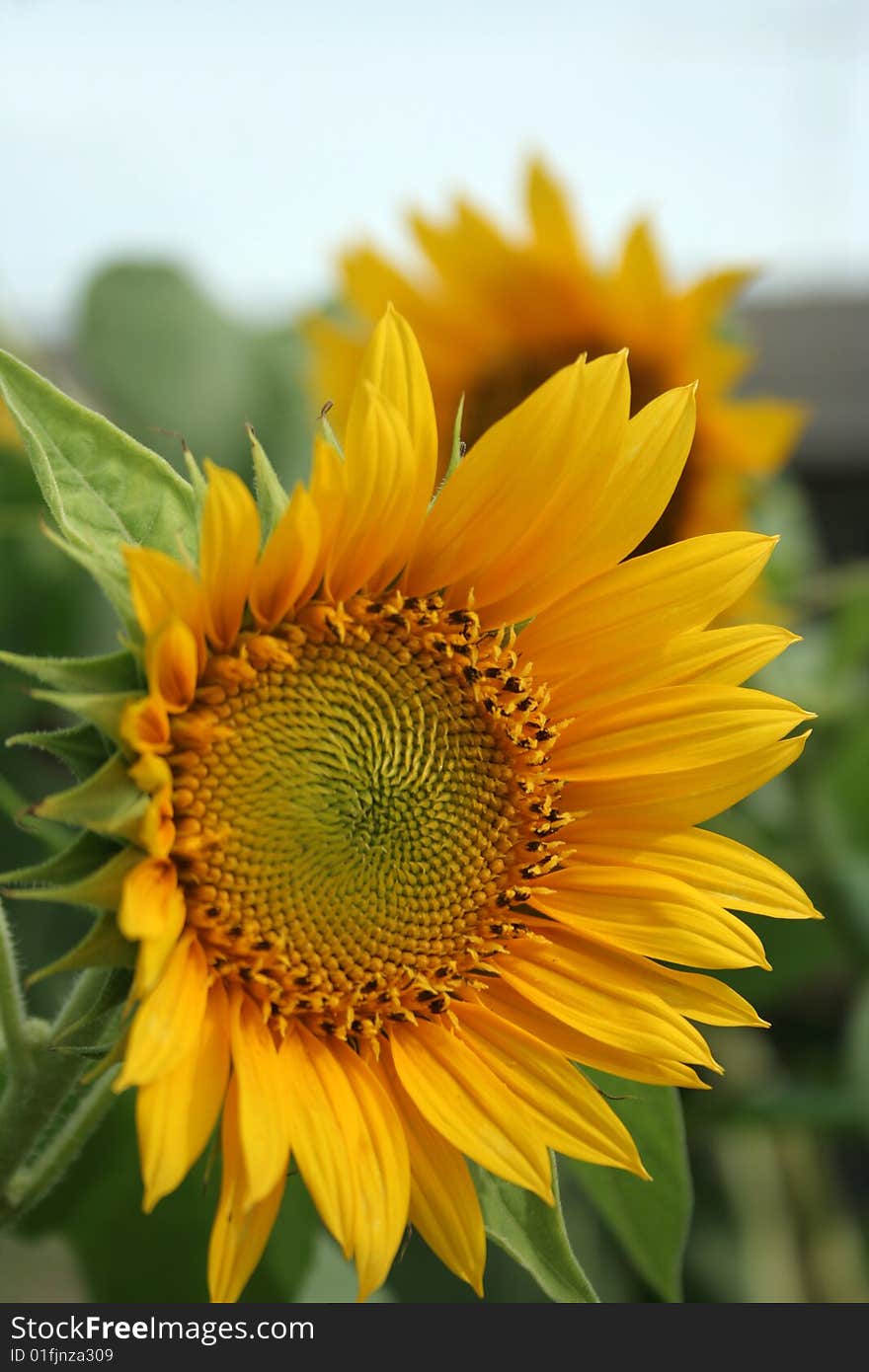 A sunflower at the backyard. A sunflower at the backyard.