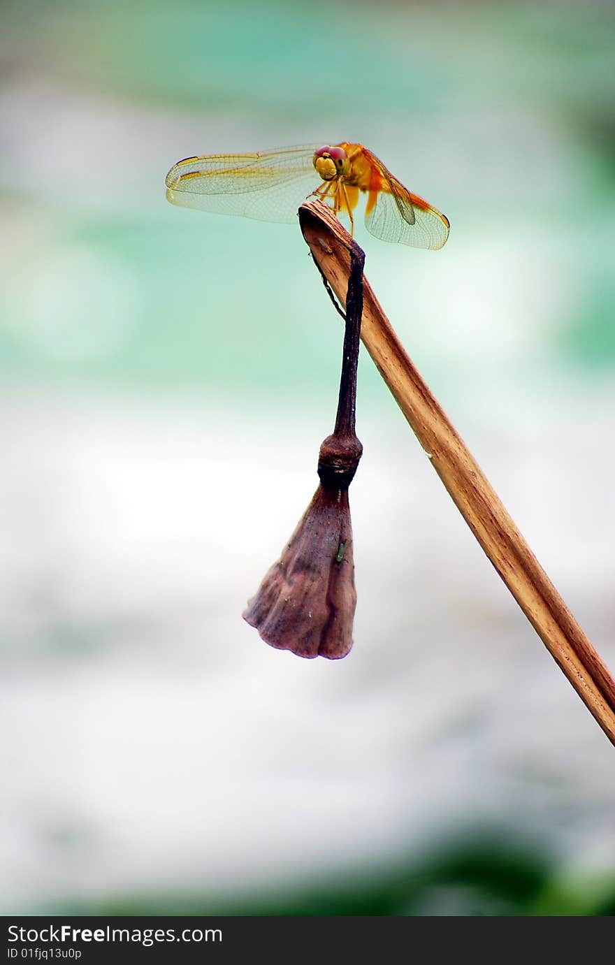 Dragonfly stay on a lotus branch,on green and white  background