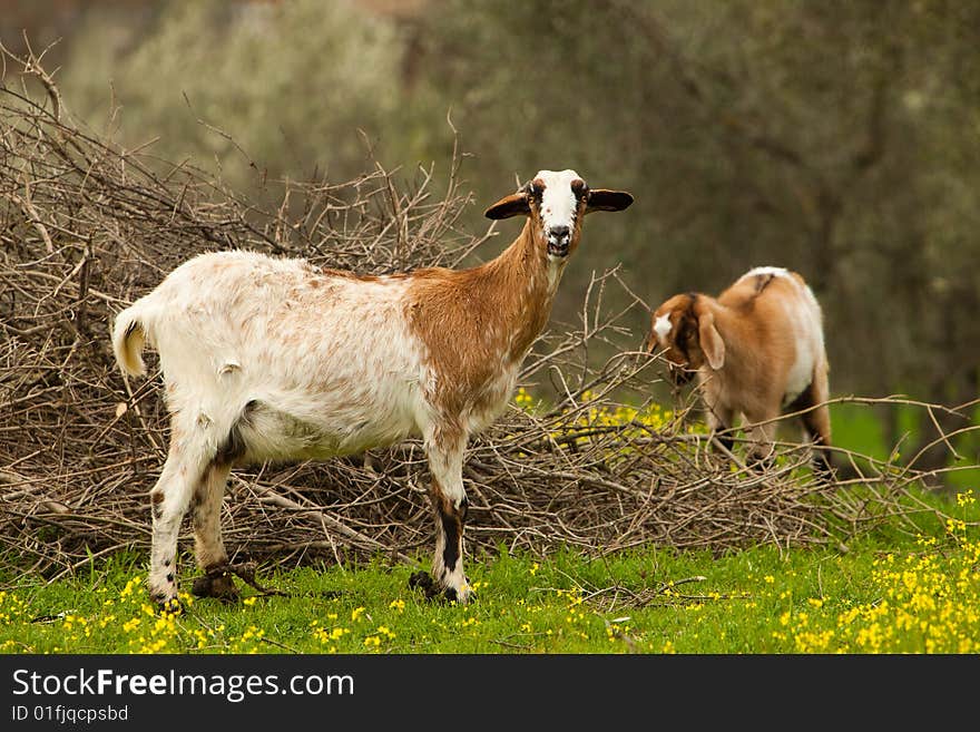 Two goats walk on the nature