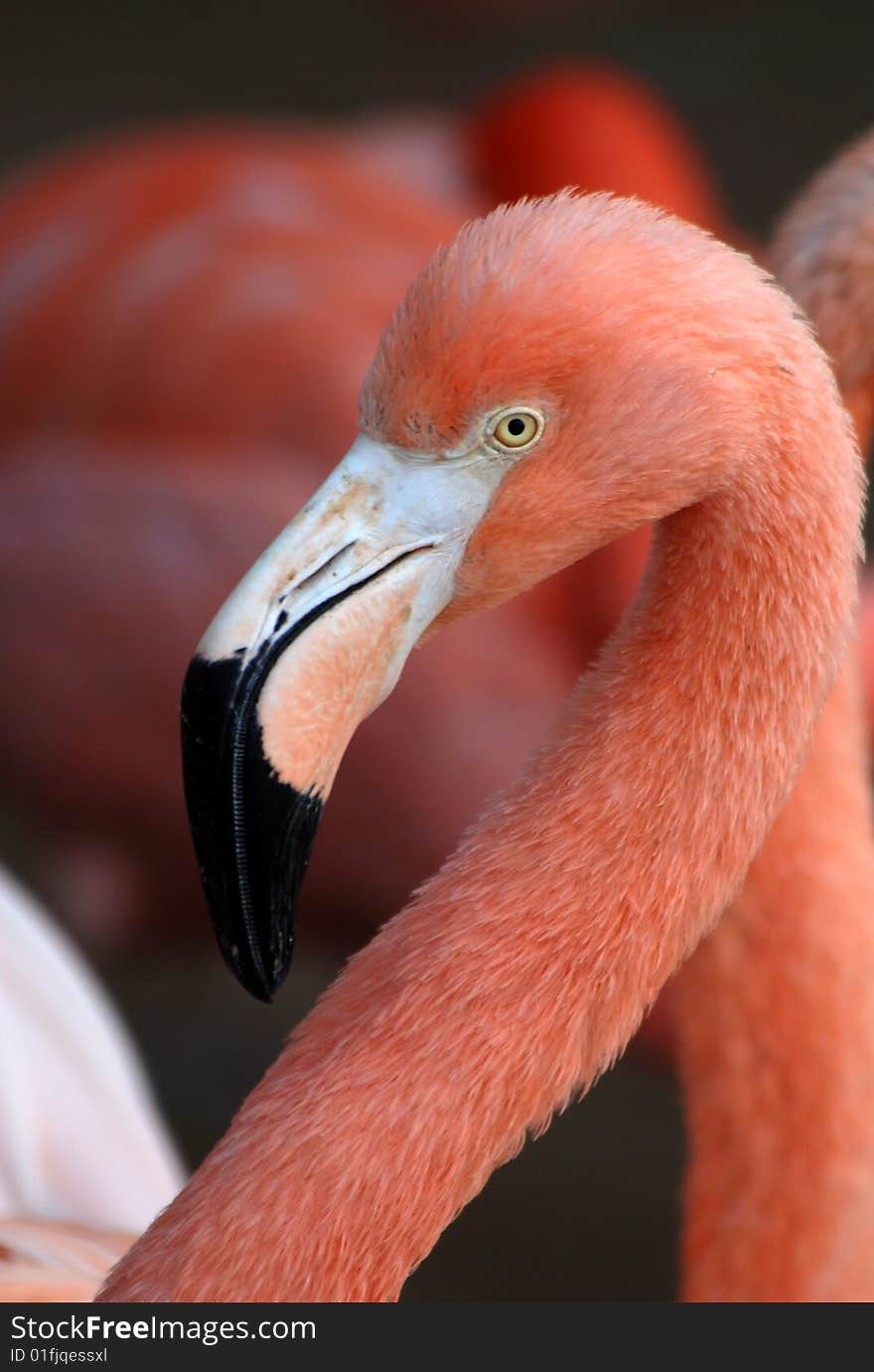 Flamingo