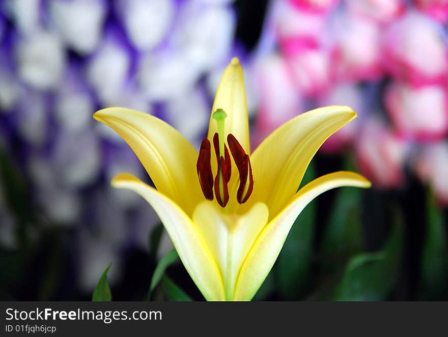 A yellow lily in a flowershop whith white and pink flowers background