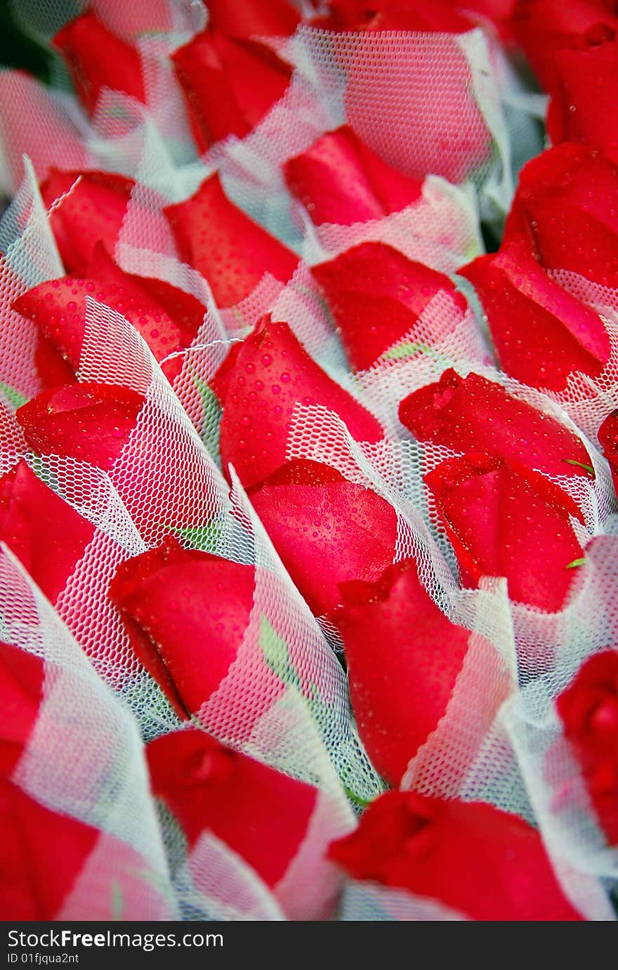 An array of red roses