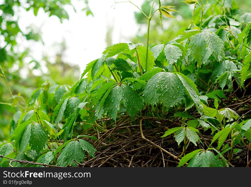 Wil grape with raindrops on leaves' surface. Wil grape with raindrops on leaves' surface