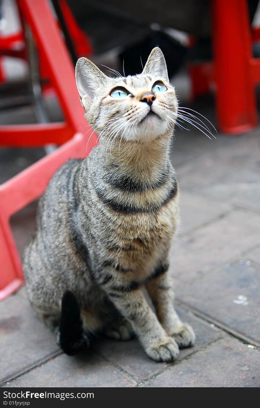 Small darkly shaded cat looking up to sky