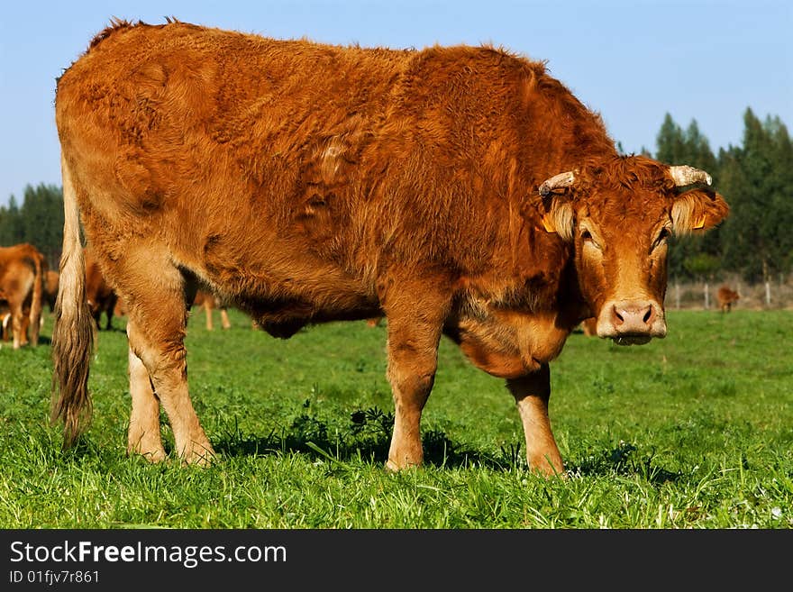 The cow  on a green lawn. The cow  on a green lawn