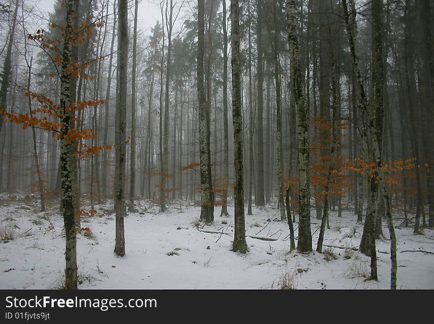 Trees in the mist