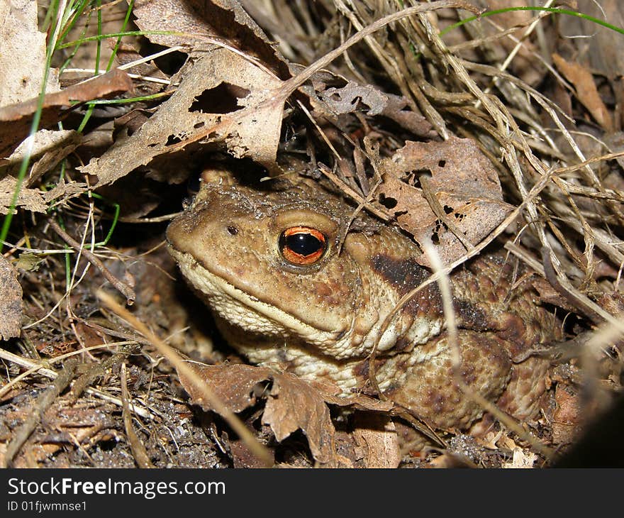 Secret toad in leafage and needles