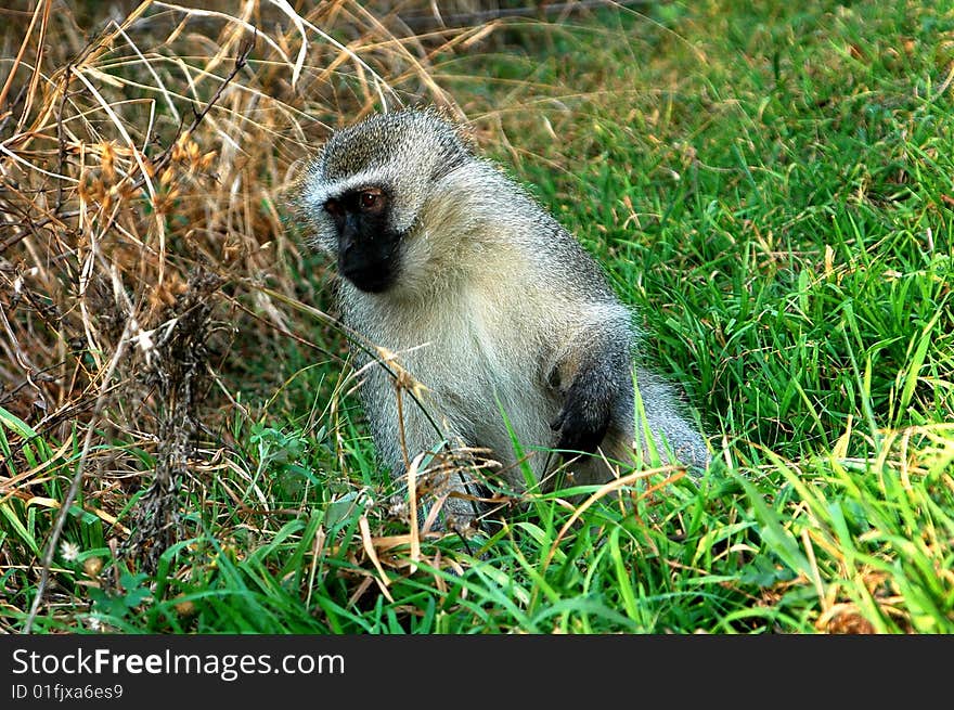 Close-up of a monkey searching for food