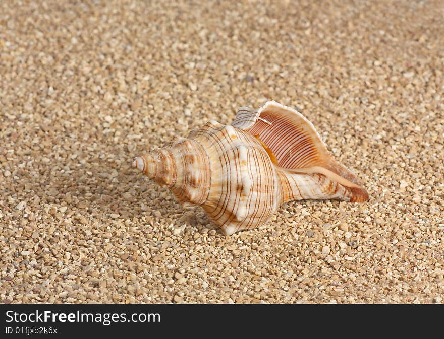 Conch sea shell laying in the sand. Conch sea shell laying in the sand