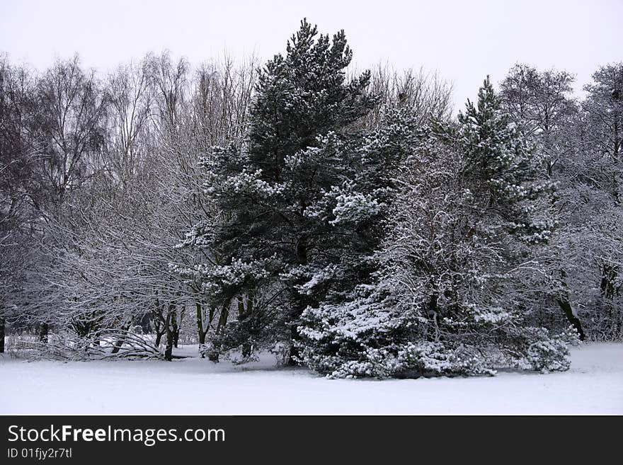 Snow covered trees by the Thames near Windsor, England. Snow covered trees by the Thames near Windsor, England