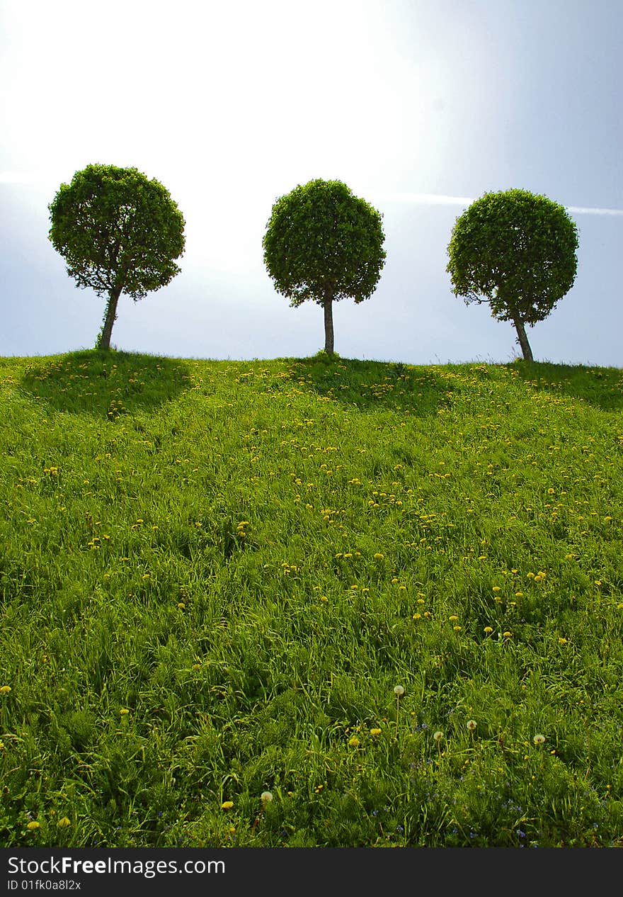 Three round tree on hill in Peterhof, near St.Petersbourg.