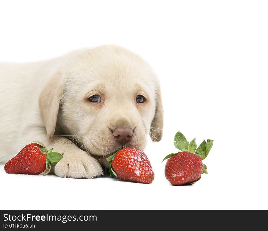 Puppy Labrador a retriever smelling a strawberry. Puppy Labrador a retriever smelling a strawberry.