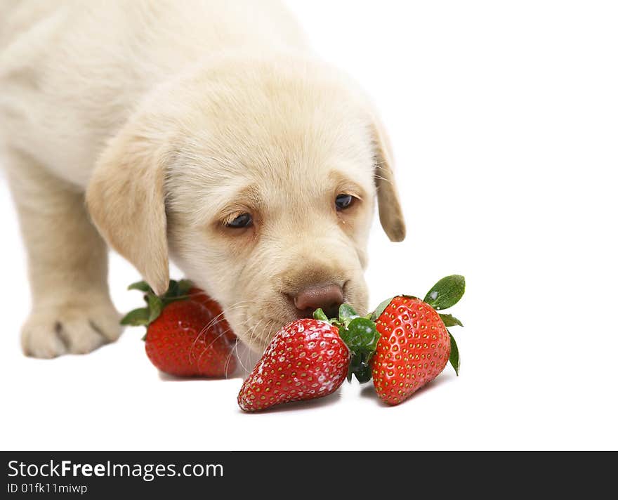 Puppy Labrador a retriever smelling a strawberry. Puppy Labrador a retriever smelling a strawberry.