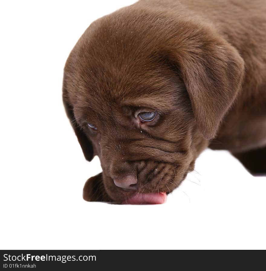Portrait of a puppy on a white background. A licking lips puppy.