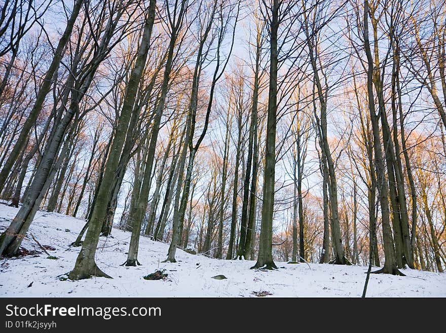 View of a forest in winter (Sweden). View of a forest in winter (Sweden).