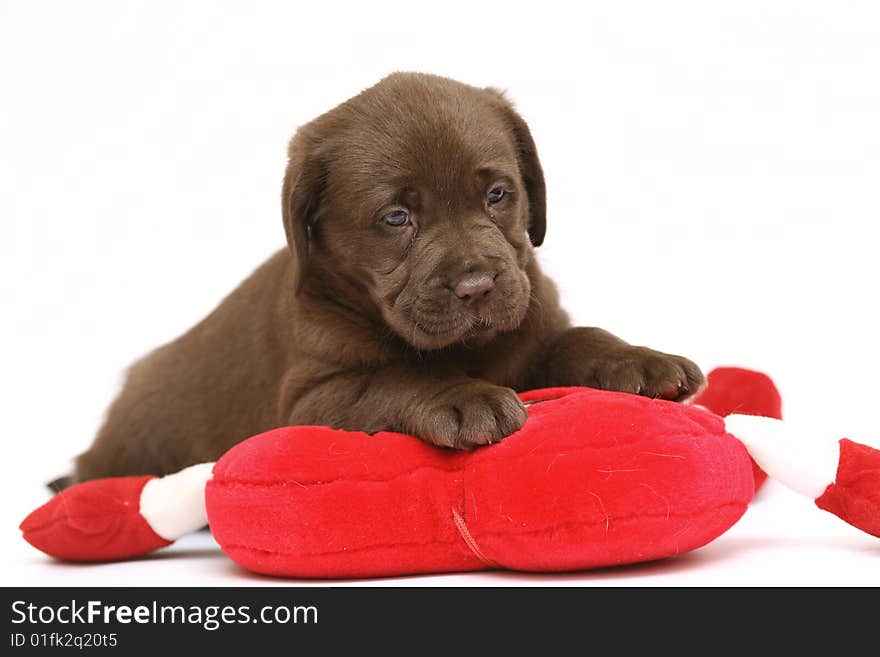 Puppy Labrador with a red toy on a white background. Puppy Labrador with a red toy on a white background.