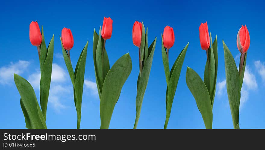 Spring red tulips