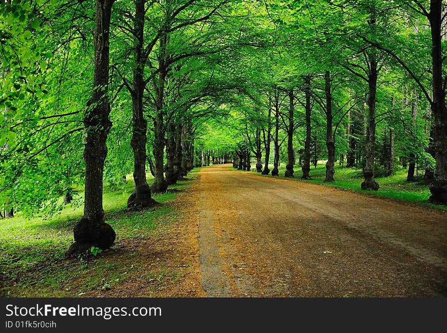 Shady road to park in the summer at midday