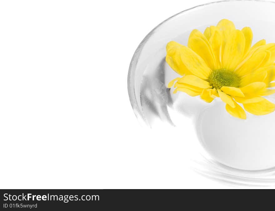 Yellow flower close up floating in water