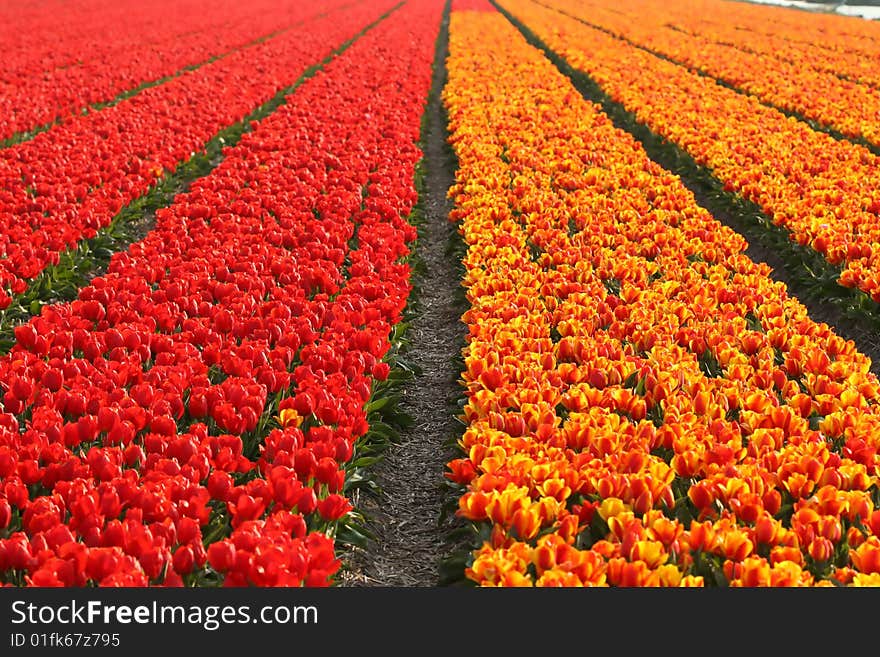 Field Of Tulips