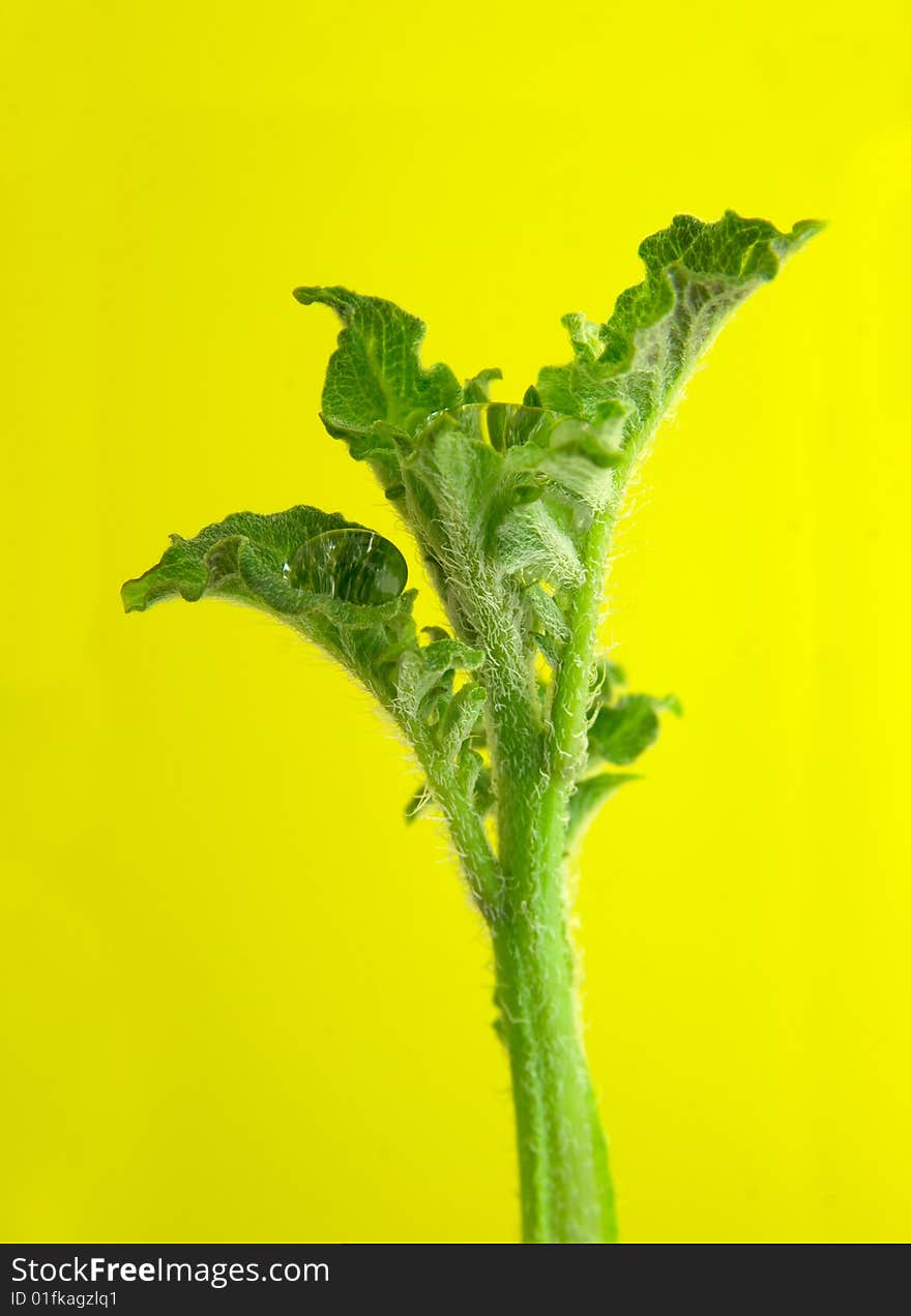 Potato sprout on yellow background