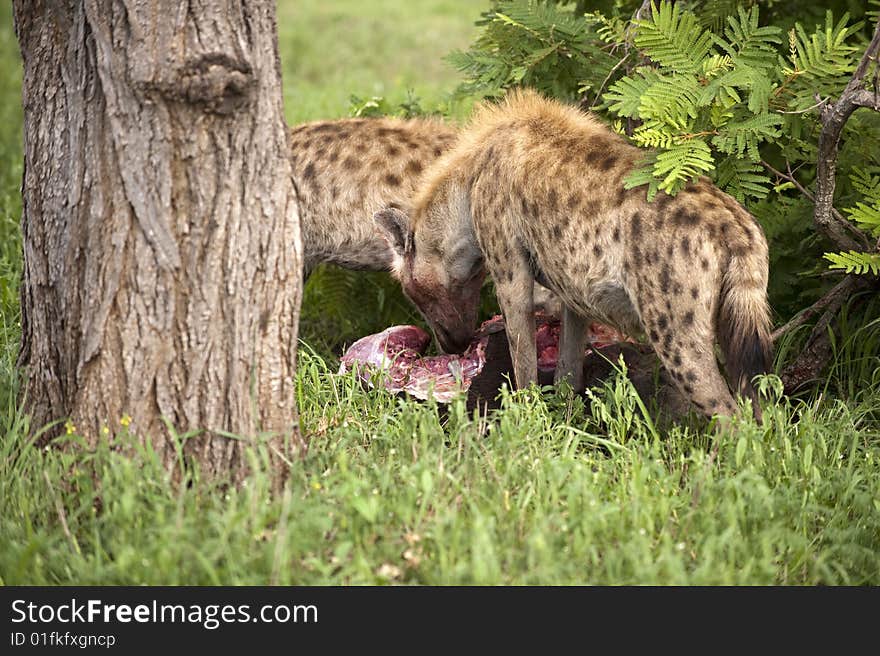 Hungry Hyenas