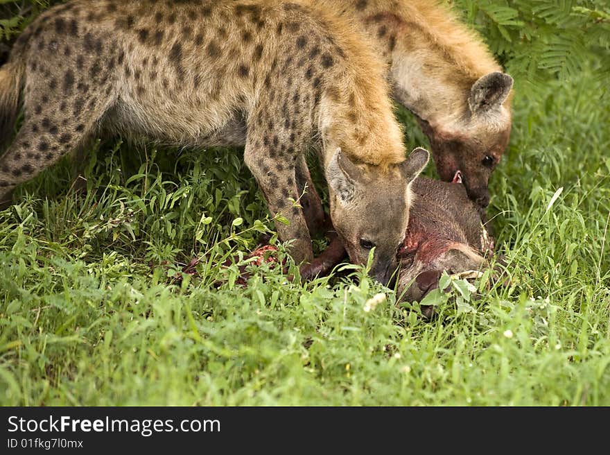 Hungry hyenas eating dead animal