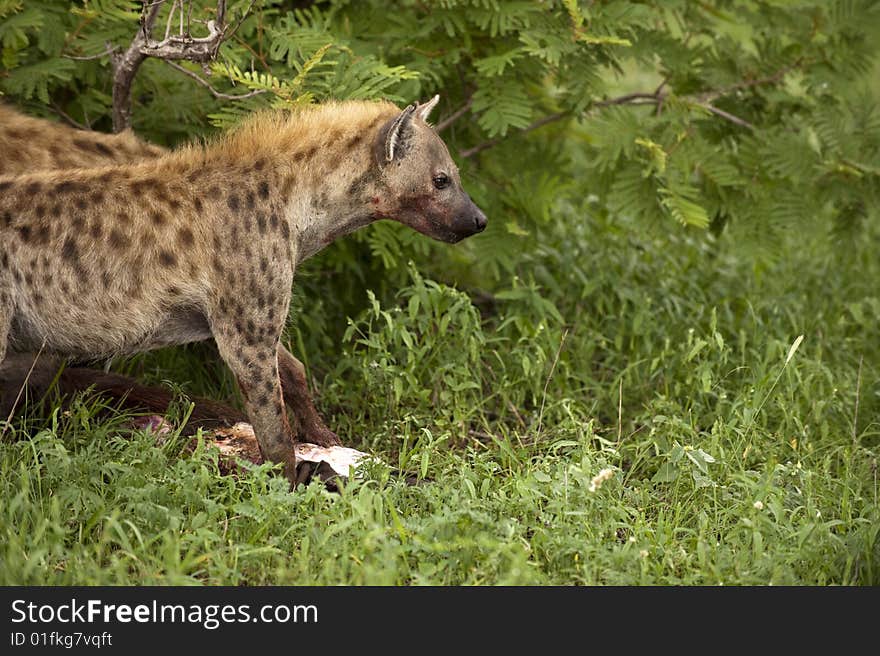 Hungry hyenas eating dead animal