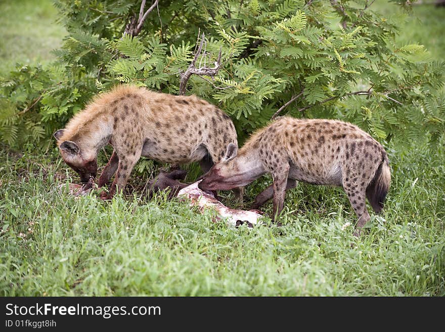 Hungry hyenas eating dead animal