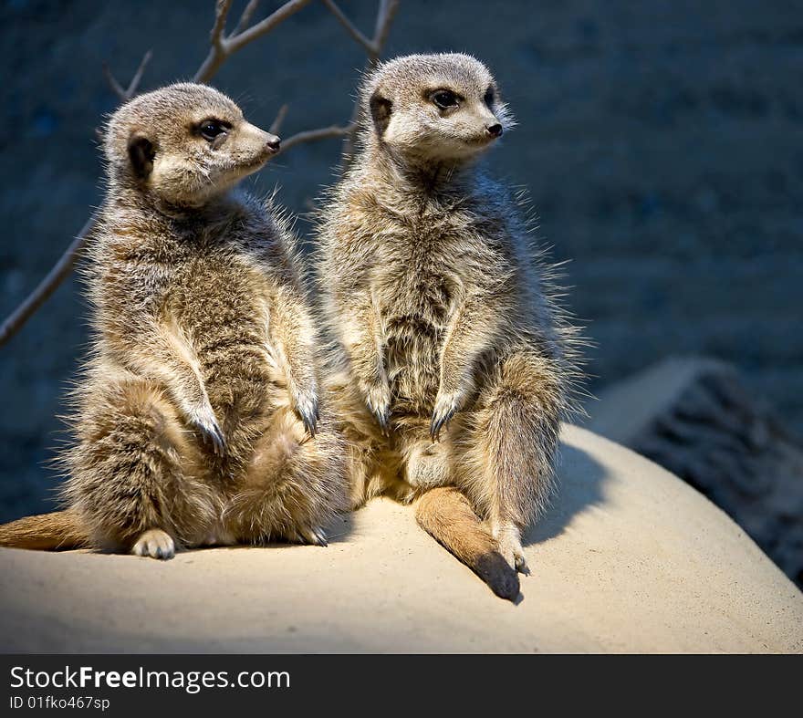 Meerkat 5