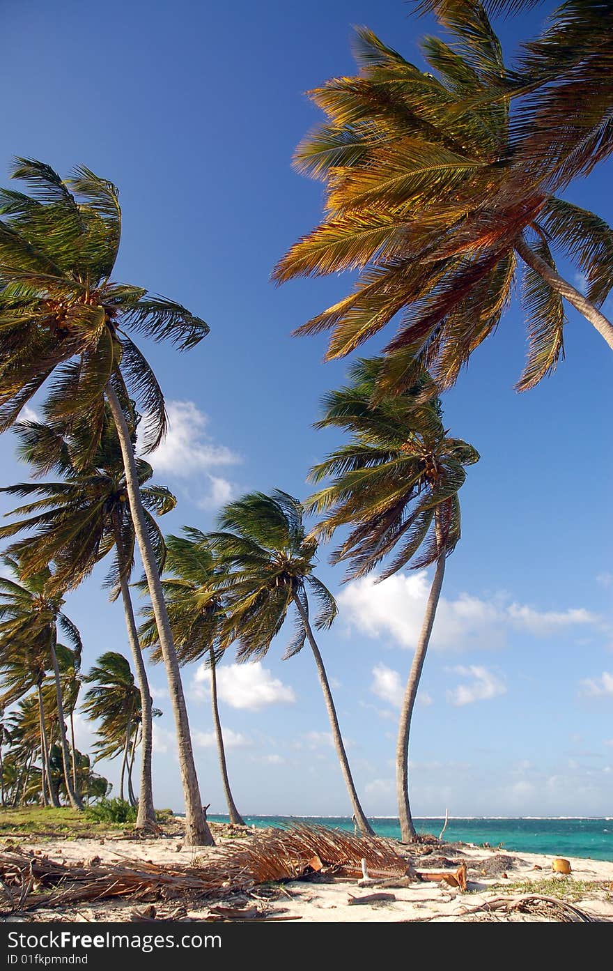 Palms on the beach in Dominican Republic