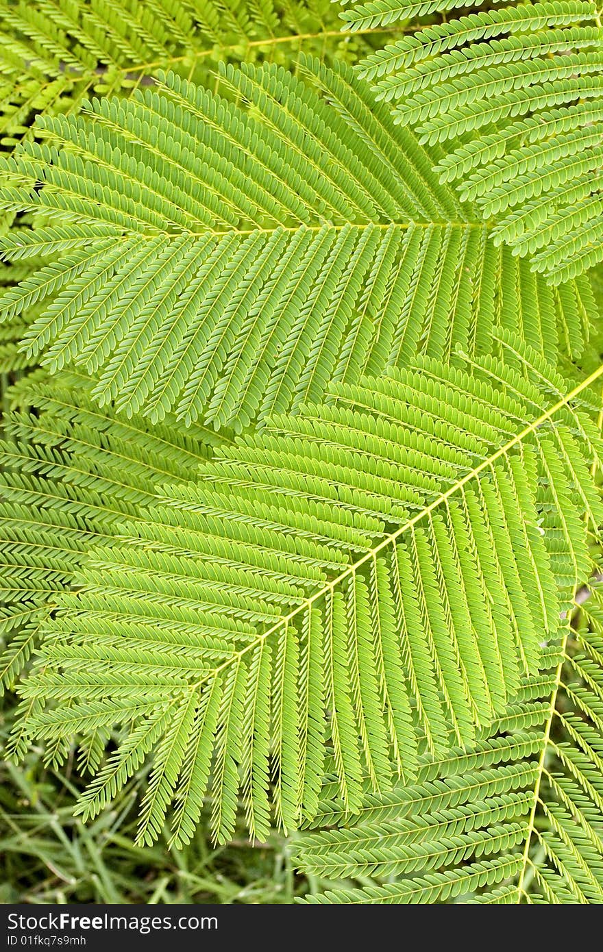 Green leafs of the wild fern