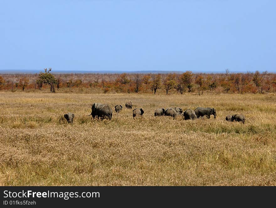 African Elephants in South Africa. African Elephants in South Africa.