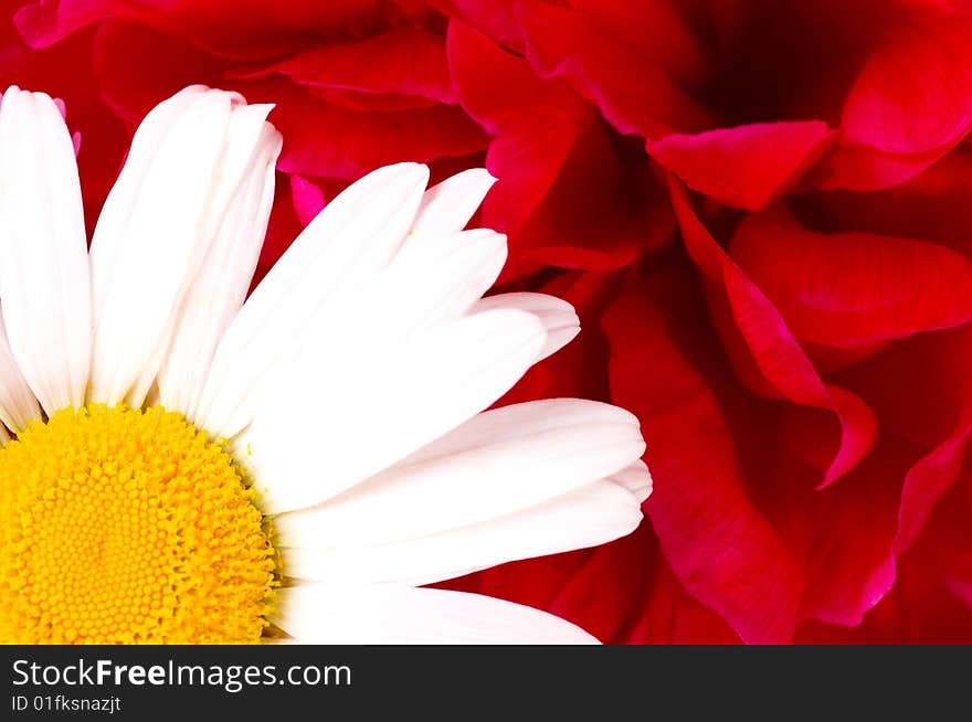 White daisy on red rose background